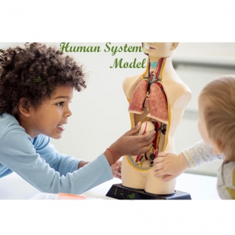 Human System Model